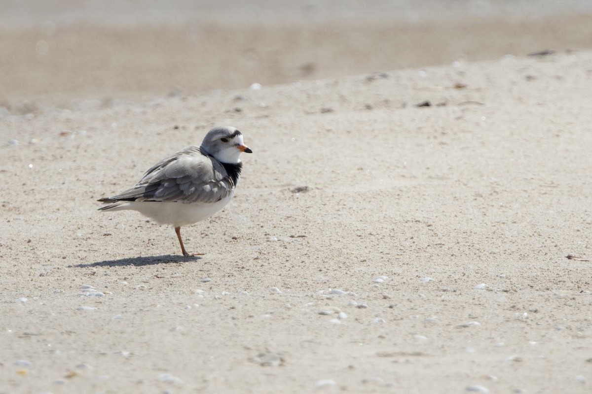 Piping Plover - ML619468562