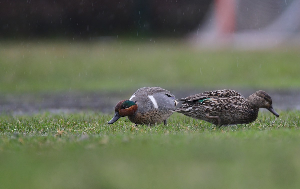 Green-winged Teal - ML619468563