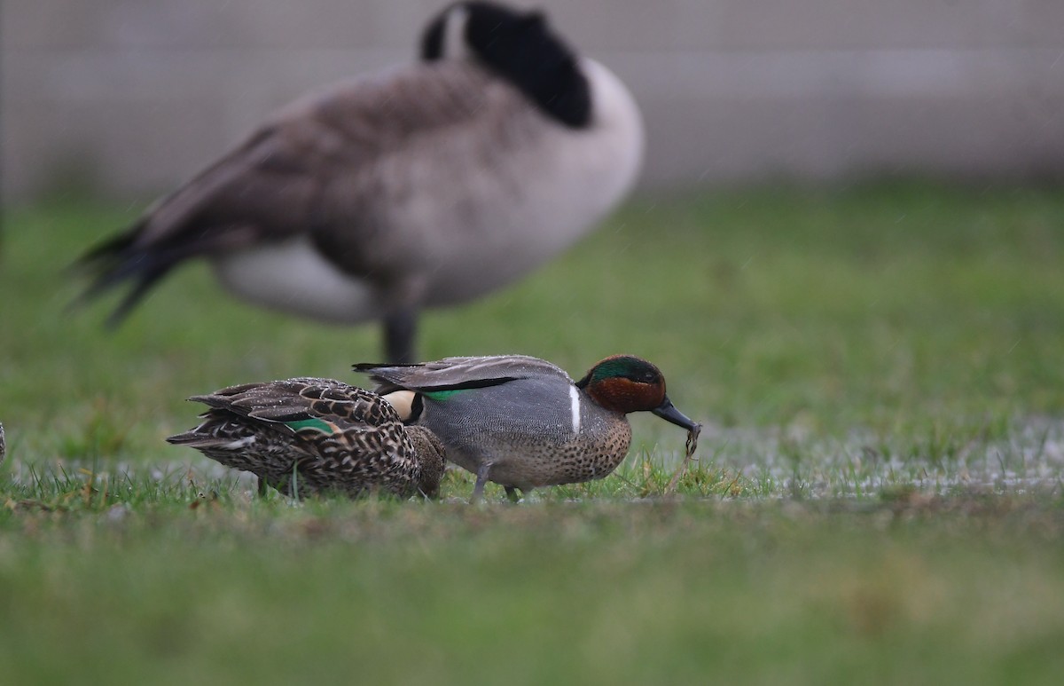 Green-winged Teal - ML619468567