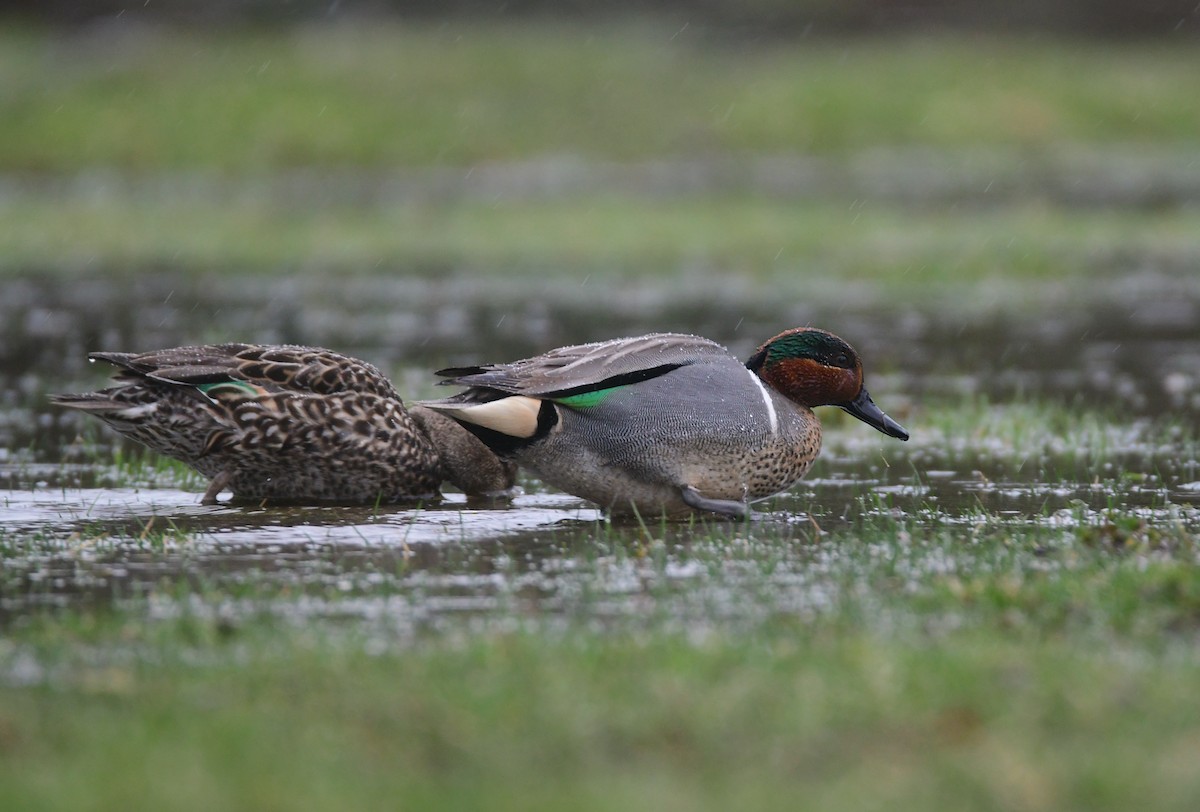 Green-winged Teal - ML619468568