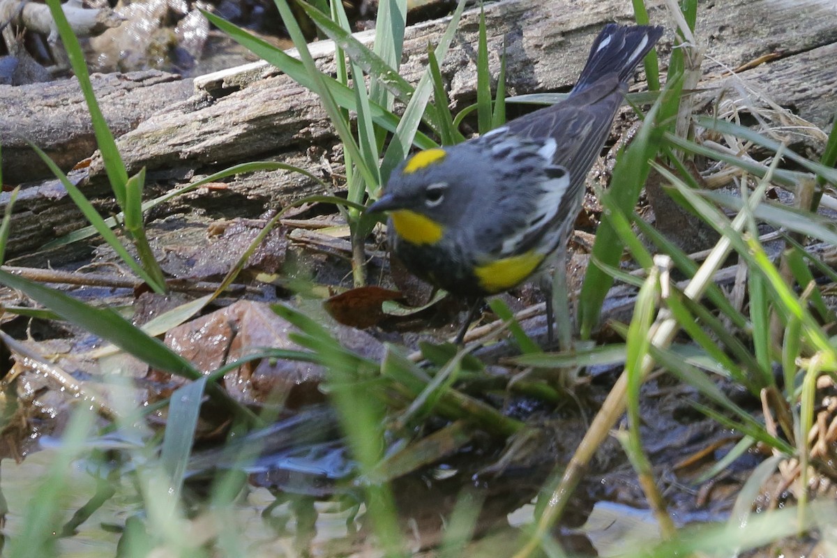 Yellow-rumped Warbler (Audubon's) - ML619468570