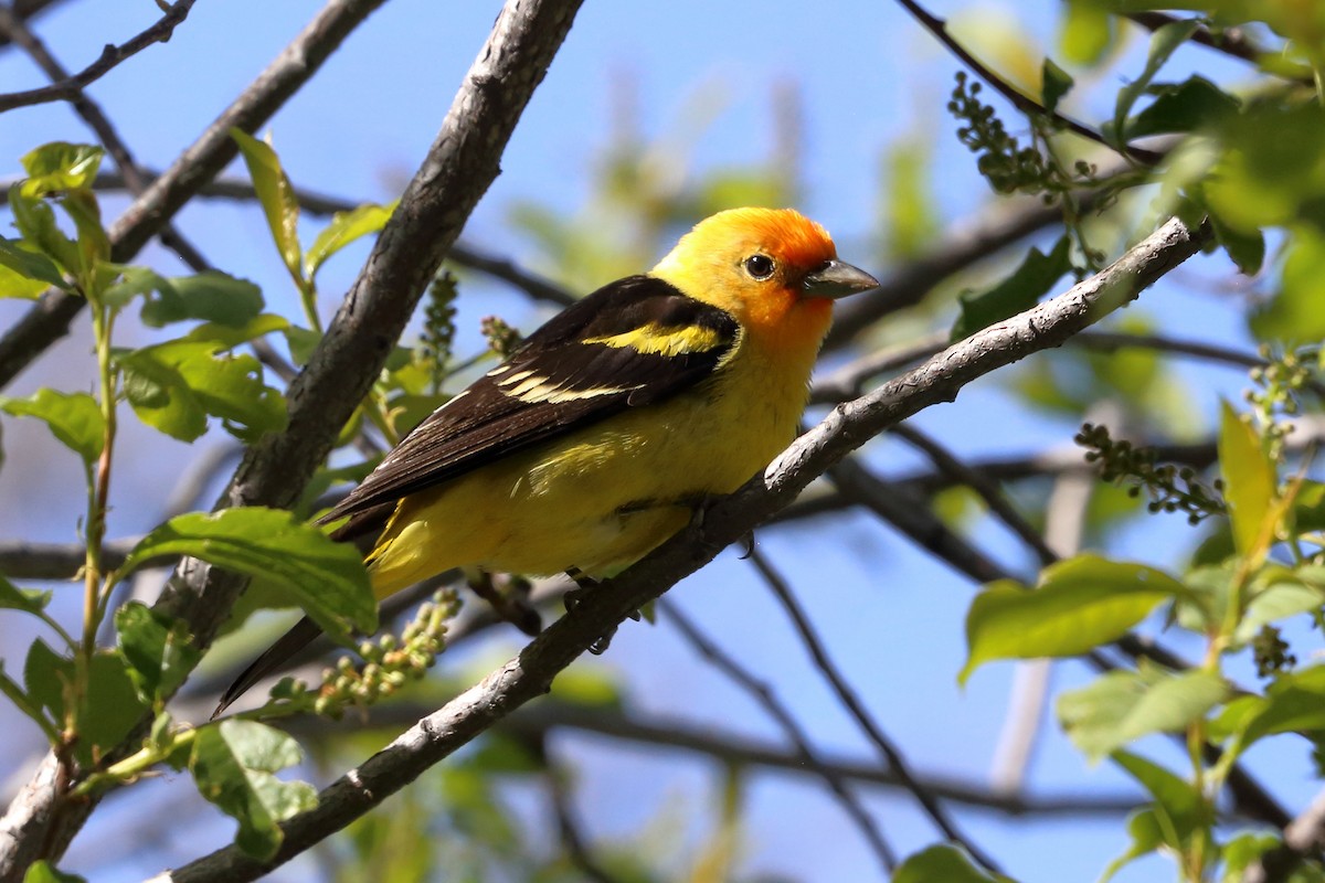 Western Tanager - ML619468580