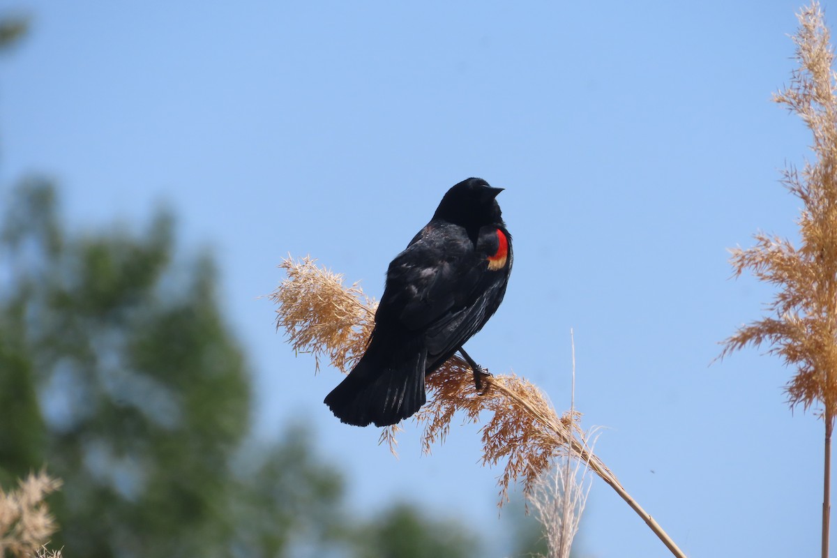 Red-winged Blackbird - ML619468586