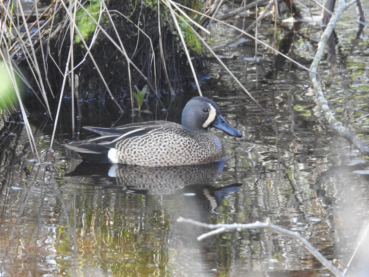 Blue-winged Teal - ML619468616