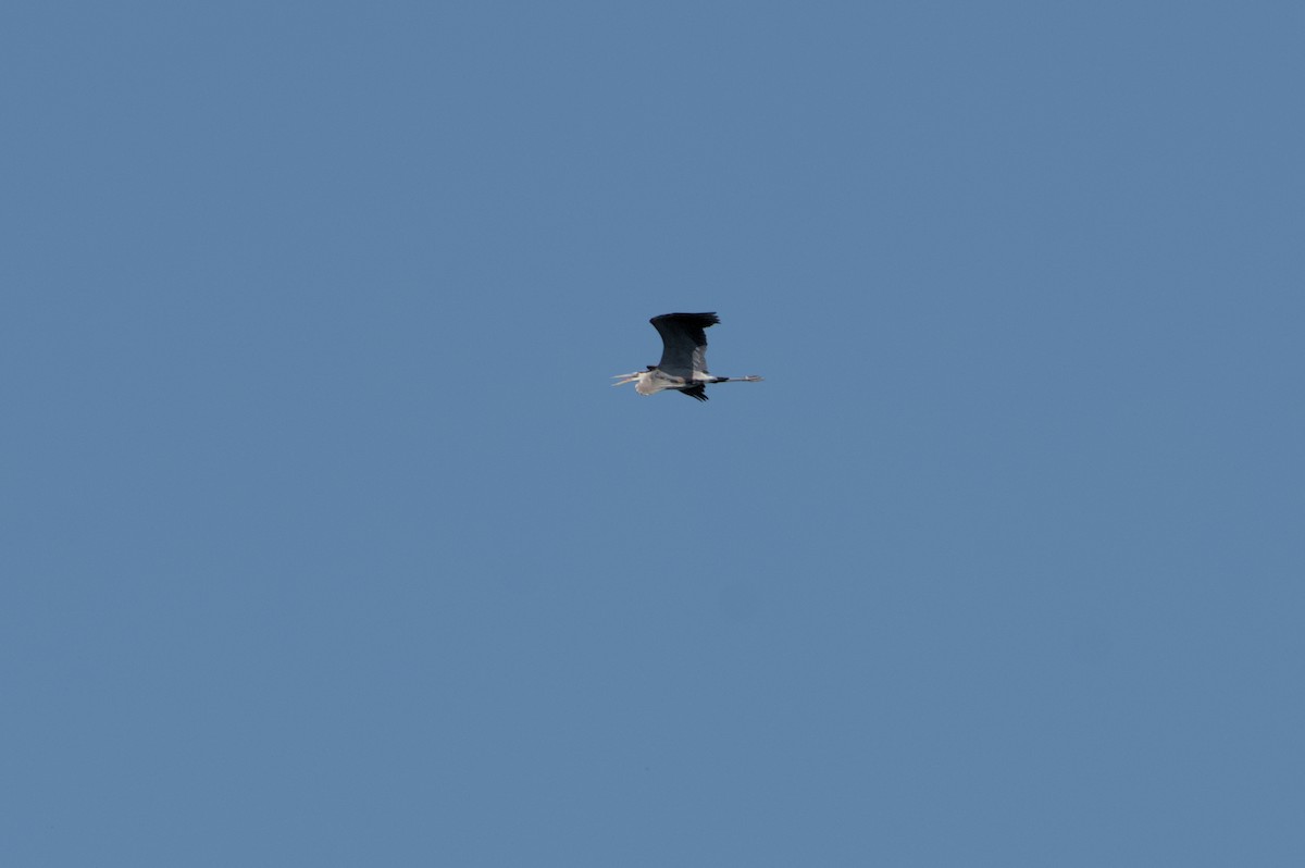 Great Blue Heron - ML619468617