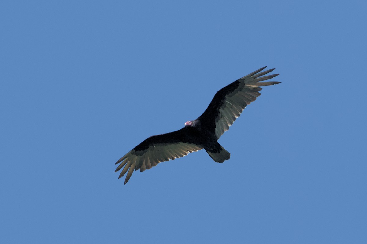 Turkey Vulture - ML619468622