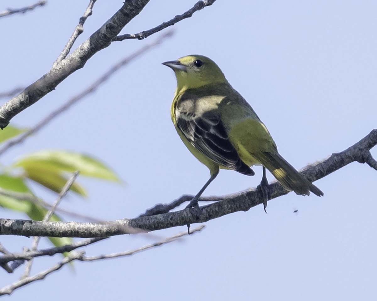 Orchard Oriole - ML619468658