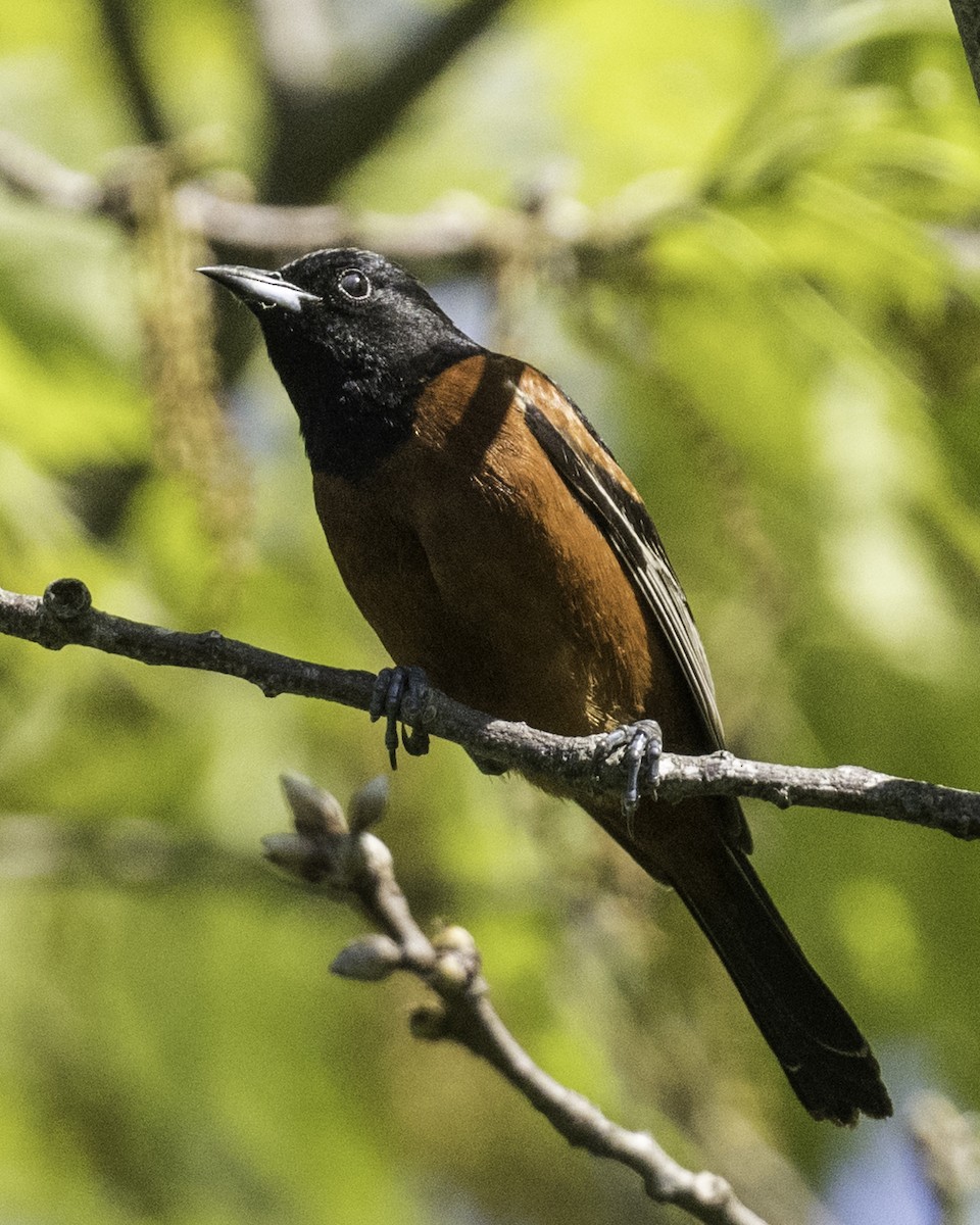 Orchard Oriole - ML619468659