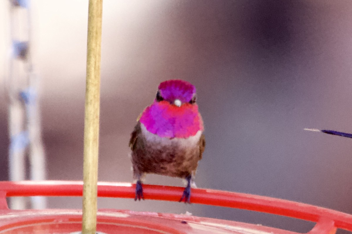 Anna's Hummingbird - ML619468712