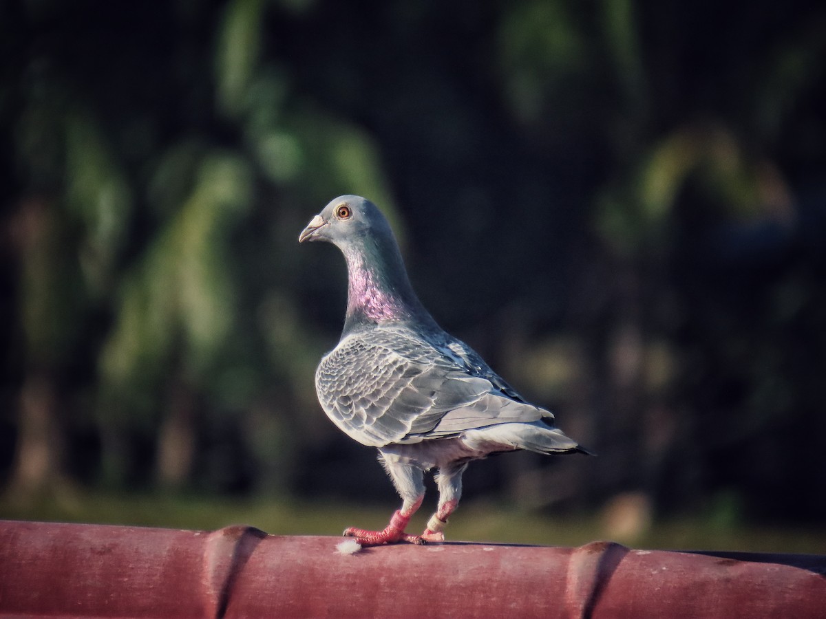 Rock Pigeon (Feral Pigeon) - ML619468732