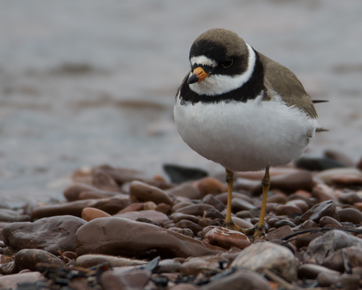 Semipalmated Plover - ML619468746