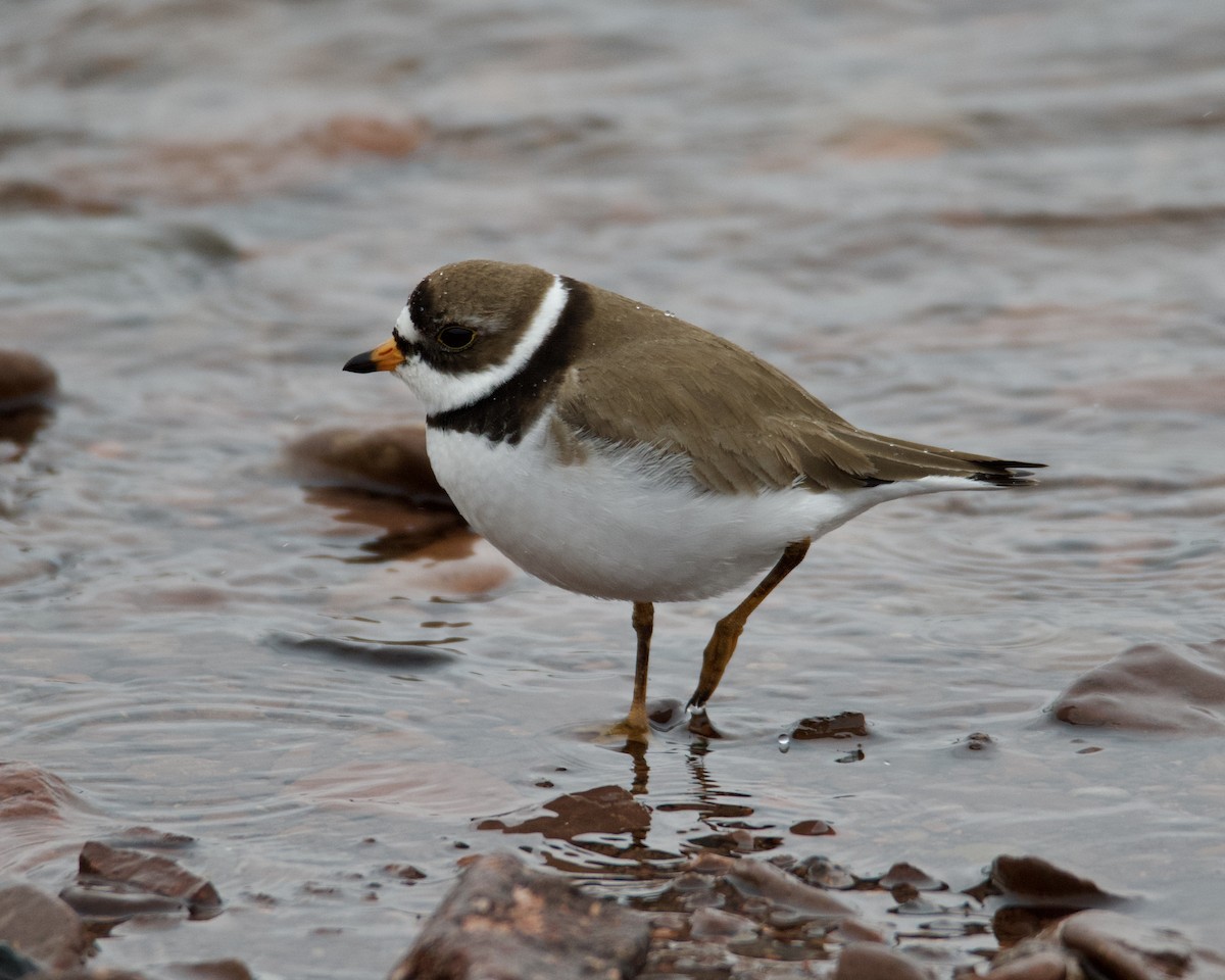Semipalmated Plover - ML619468755