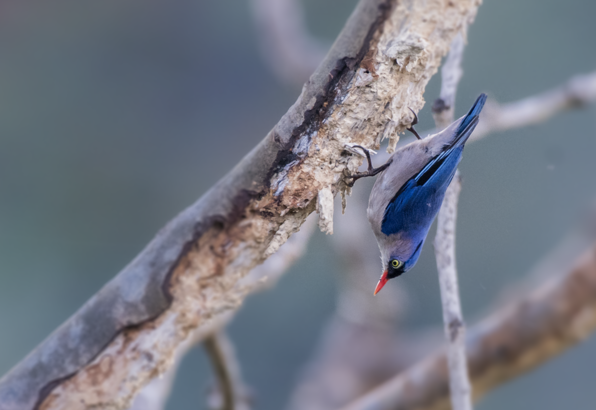 Velvet-fronted Nuthatch - ML619468776