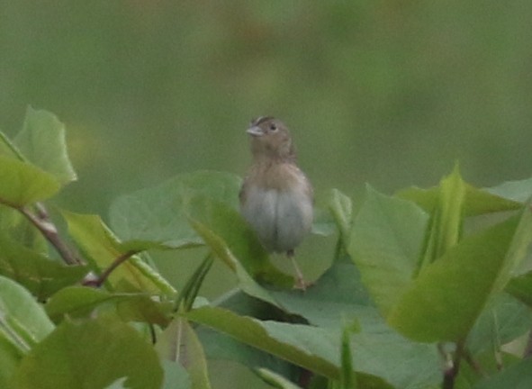 Grasshopper Sparrow - ML619468831