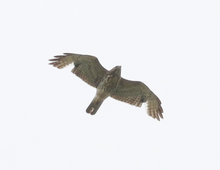 Broad-winged Hawk - ML619468864