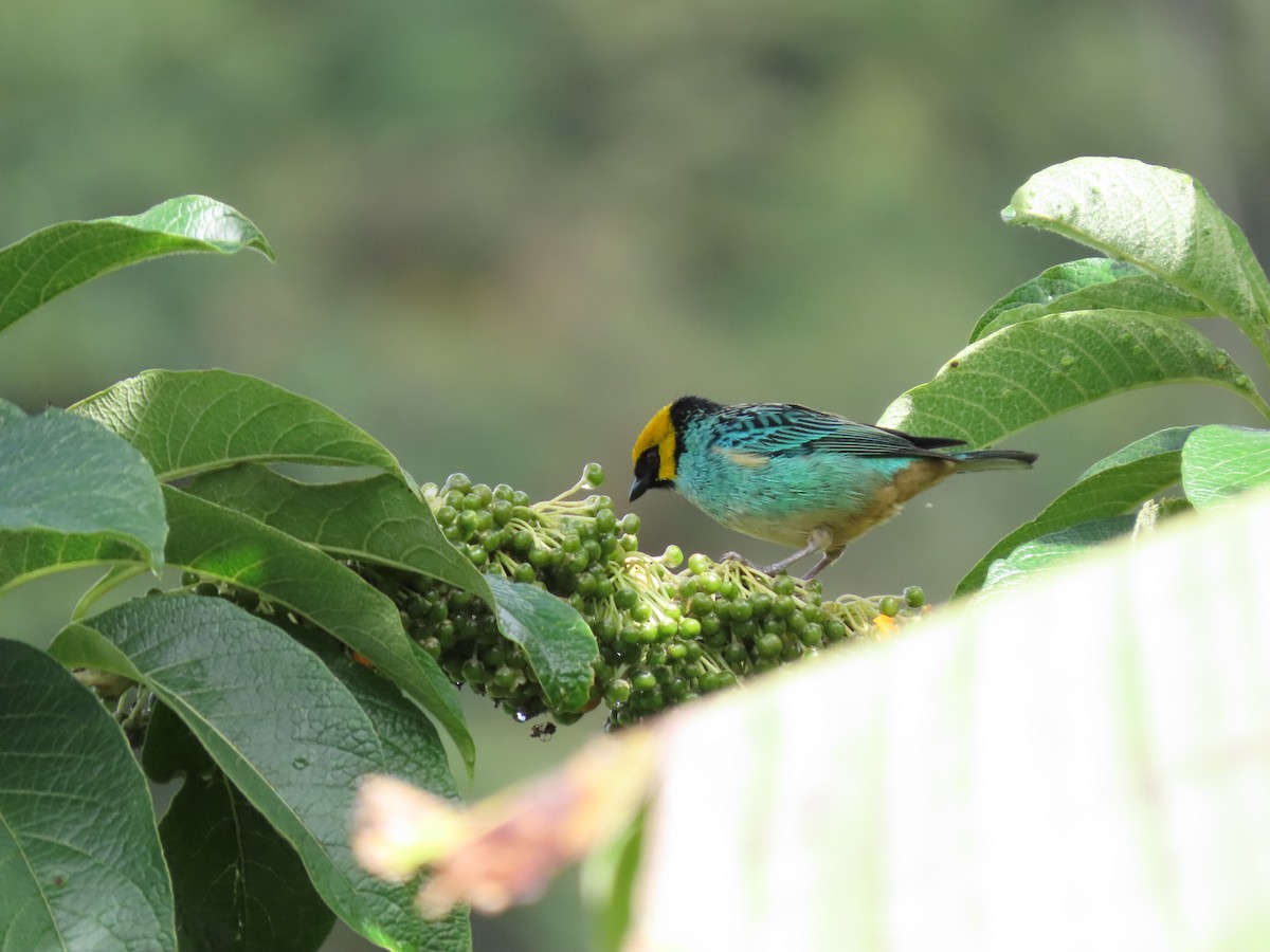 Saffron-crowned Tanager - ML619468866