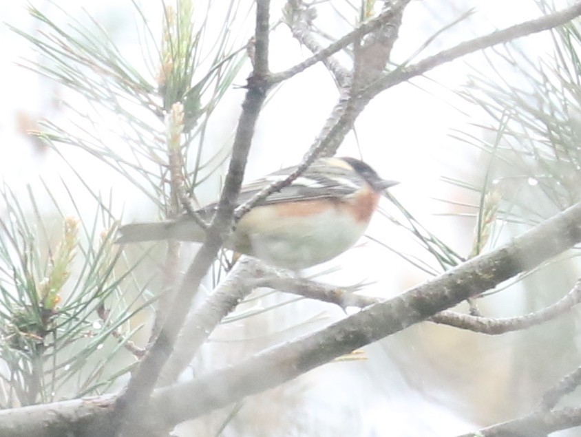 Bay-breasted Warbler - ML619468918