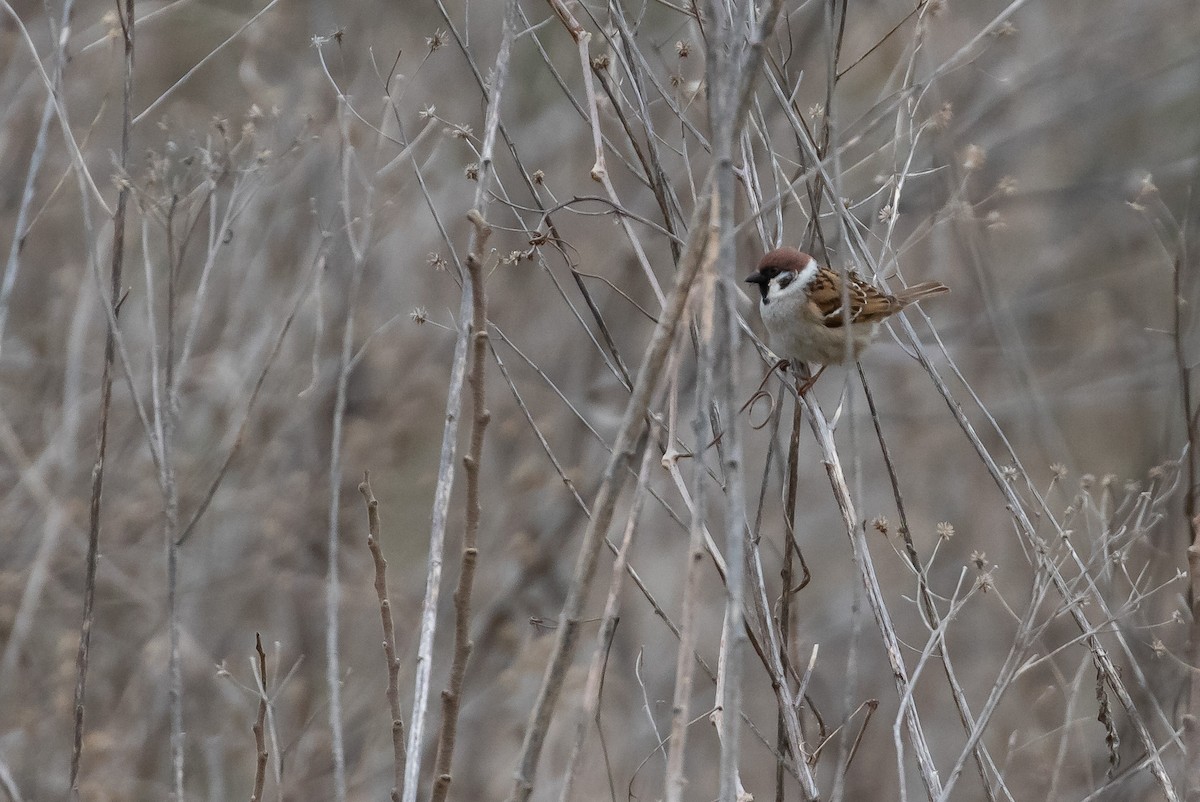 Eurasian Tree Sparrow - ML619468920