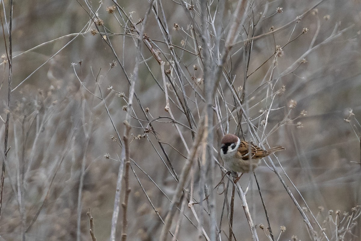 Eurasian Tree Sparrow - ML619468921