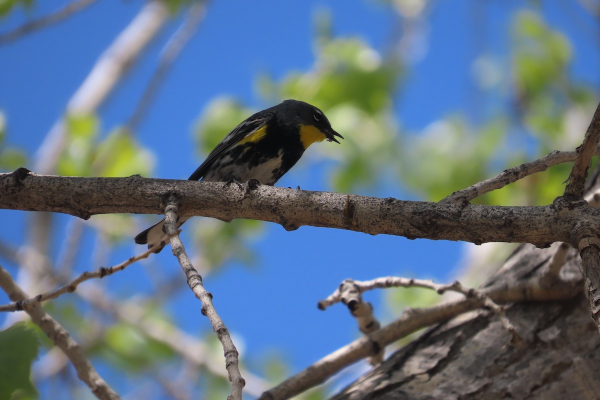 Yellow-rumped Warbler (Audubon's) - ML619468968