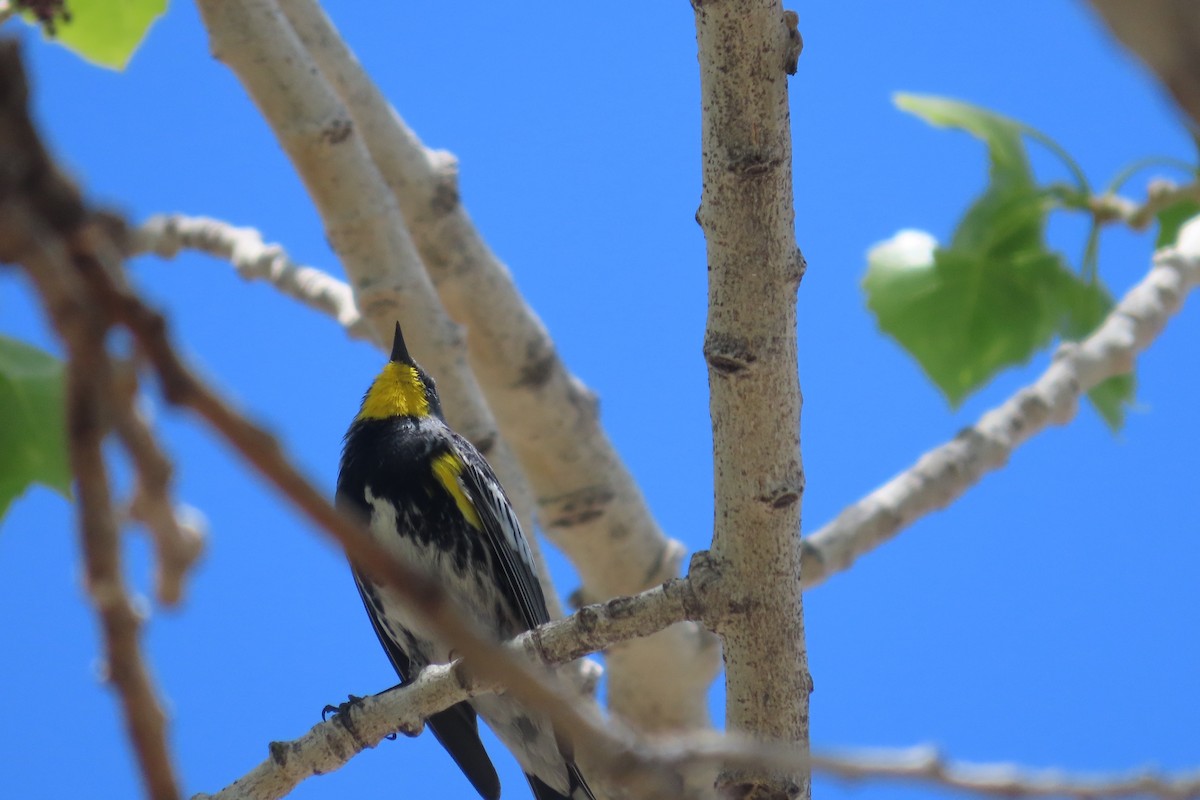 Yellow-rumped Warbler (Audubon's) - ML619468984