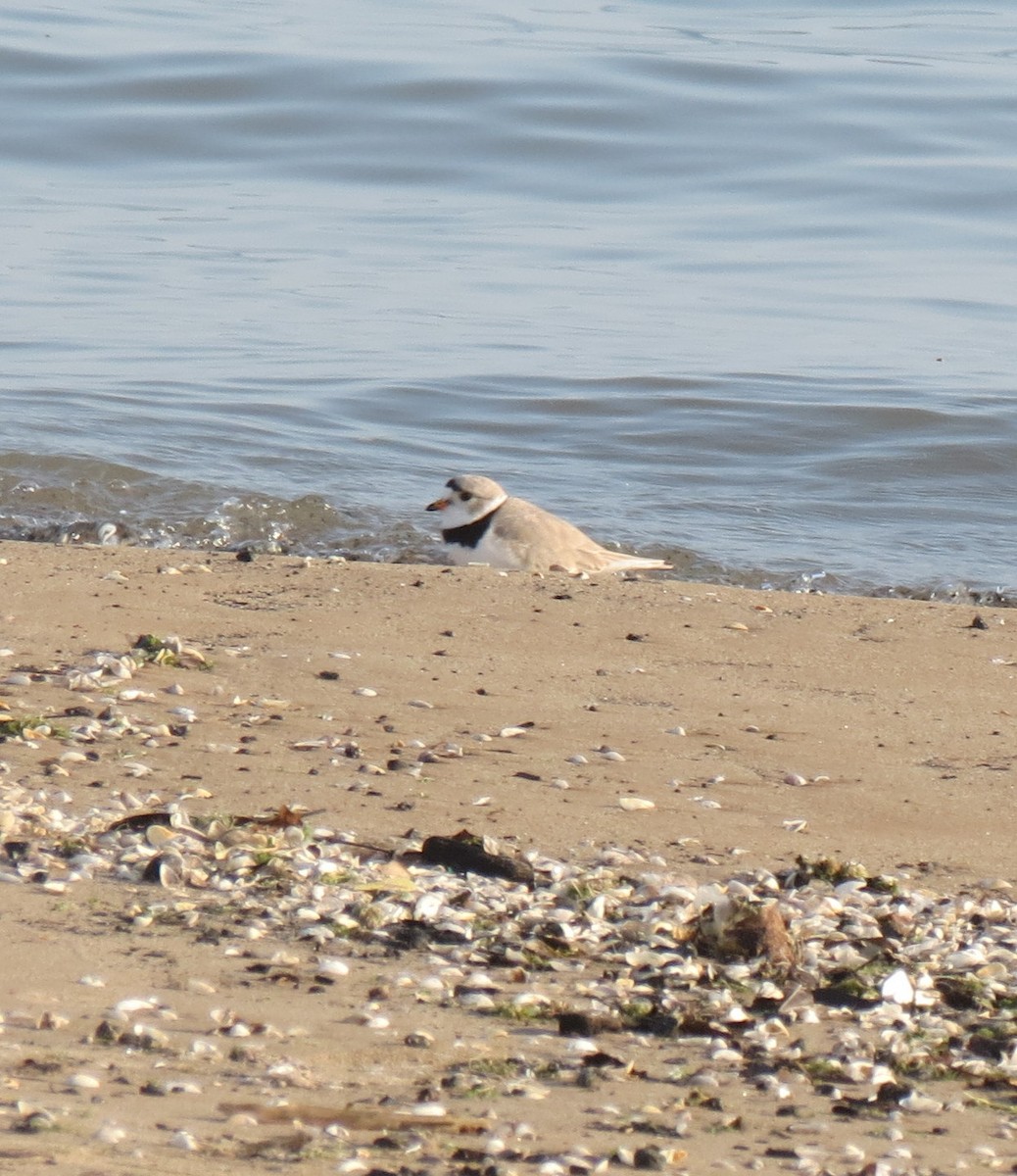 Piping Plover - ML619468992