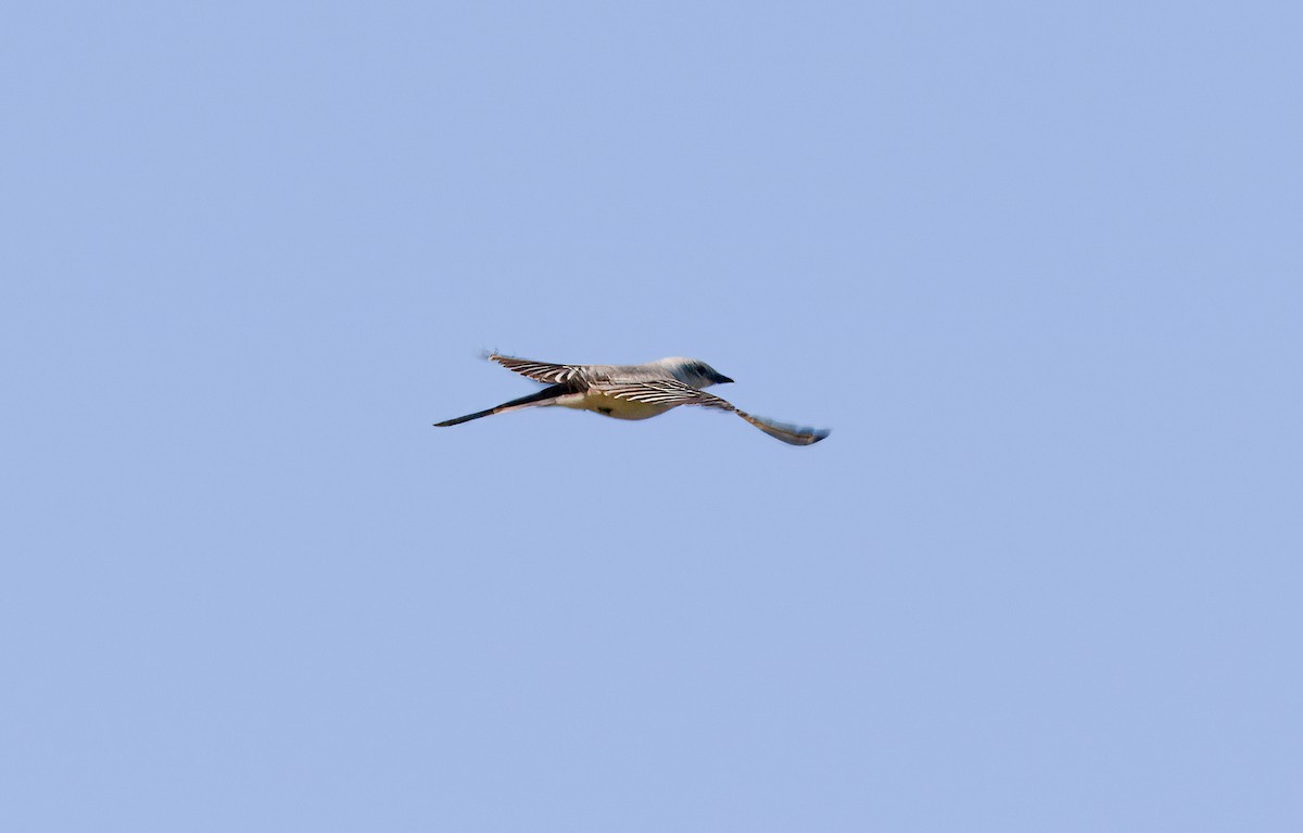 Scissor-tailed Flycatcher - ML619468993