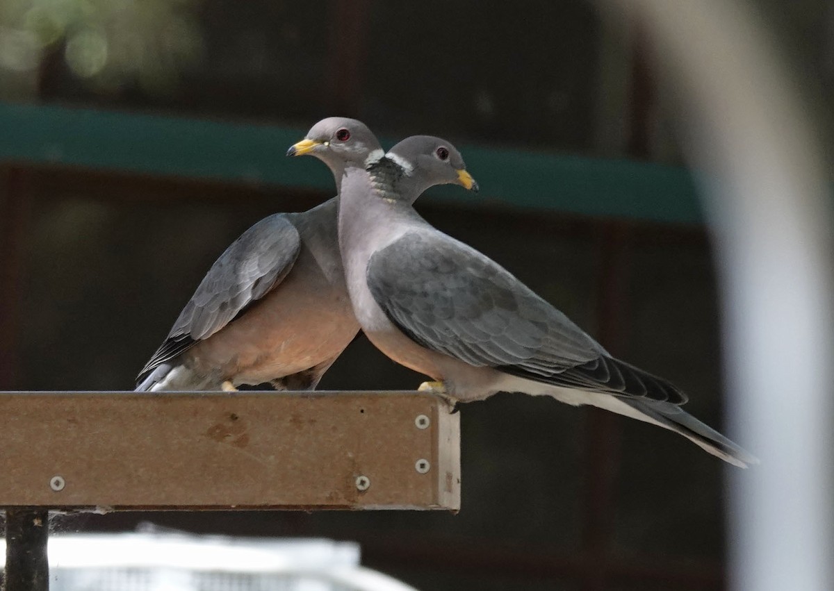 Band-tailed Pigeon - ML619469003
