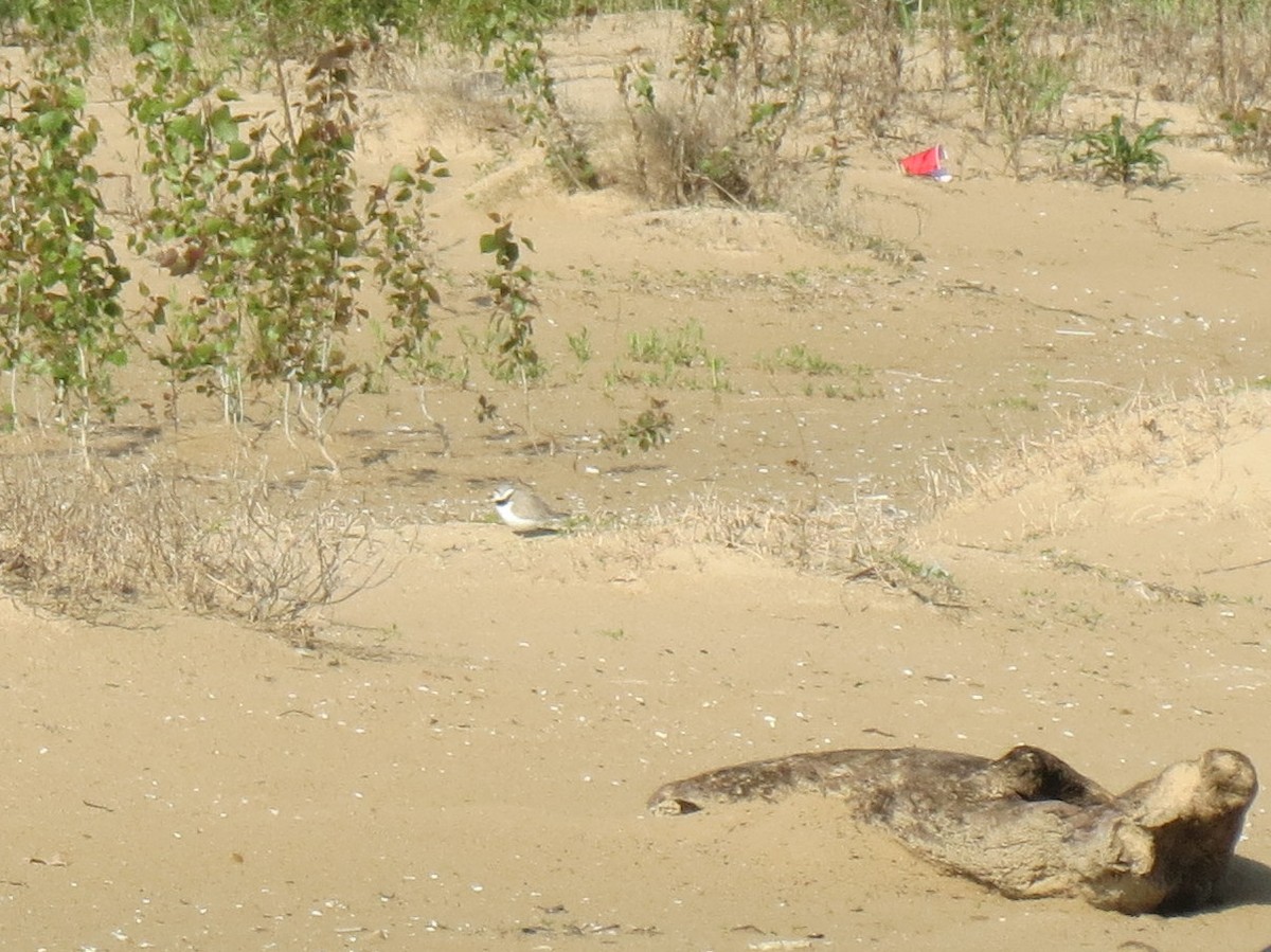 Piping Plover - ML619469021