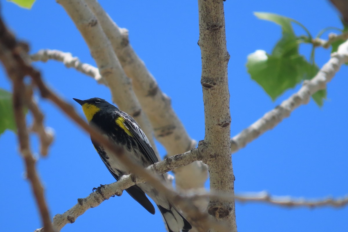 Yellow-rumped Warbler (Audubon's) - ML619469032