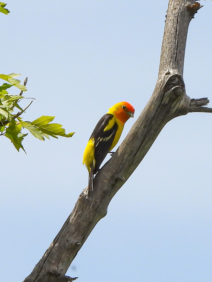 Western Tanager - ML619469047