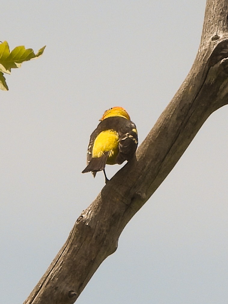 Western Tanager - ML619469048