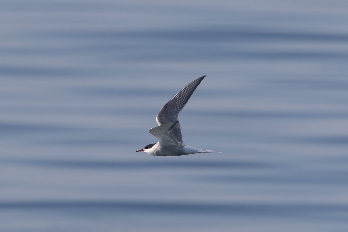 Arctic Tern - ML619469069