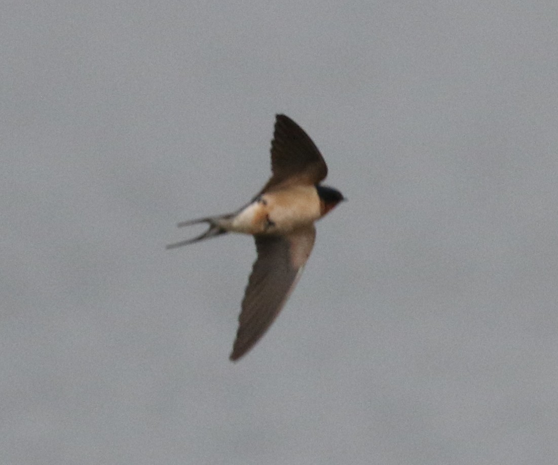 Barn Swallow (American) - ML619469080