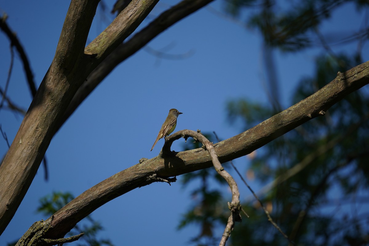 Great Crested Flycatcher - ML619469081