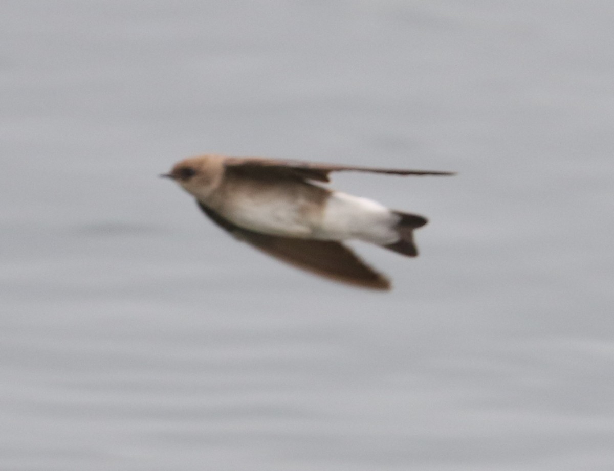 Northern Rough-winged Swallow - ML619469106