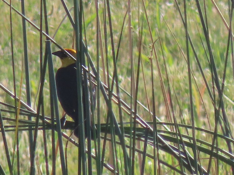Yellow-headed Blackbird - ML619469163