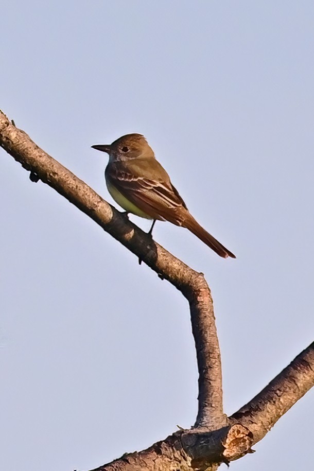 Great Crested Flycatcher - ML619469208