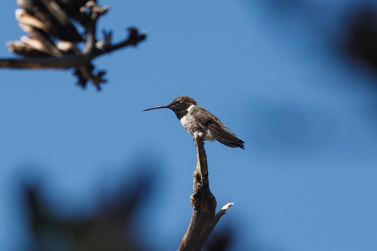Black-chinned Hummingbird - ML619469226