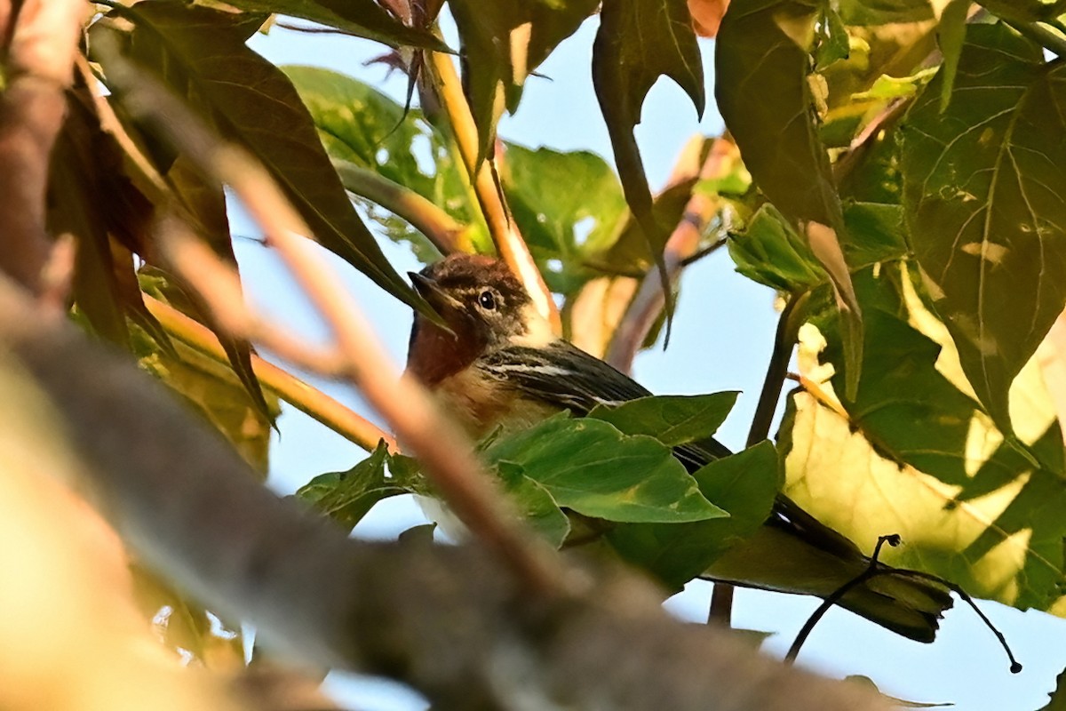 Bay-breasted Warbler - ML619469235