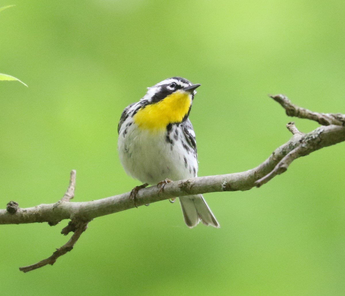 Yellow-throated Warbler - ML619469260