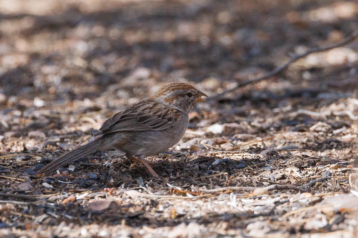 Rufous-winged Sparrow - ML619469262