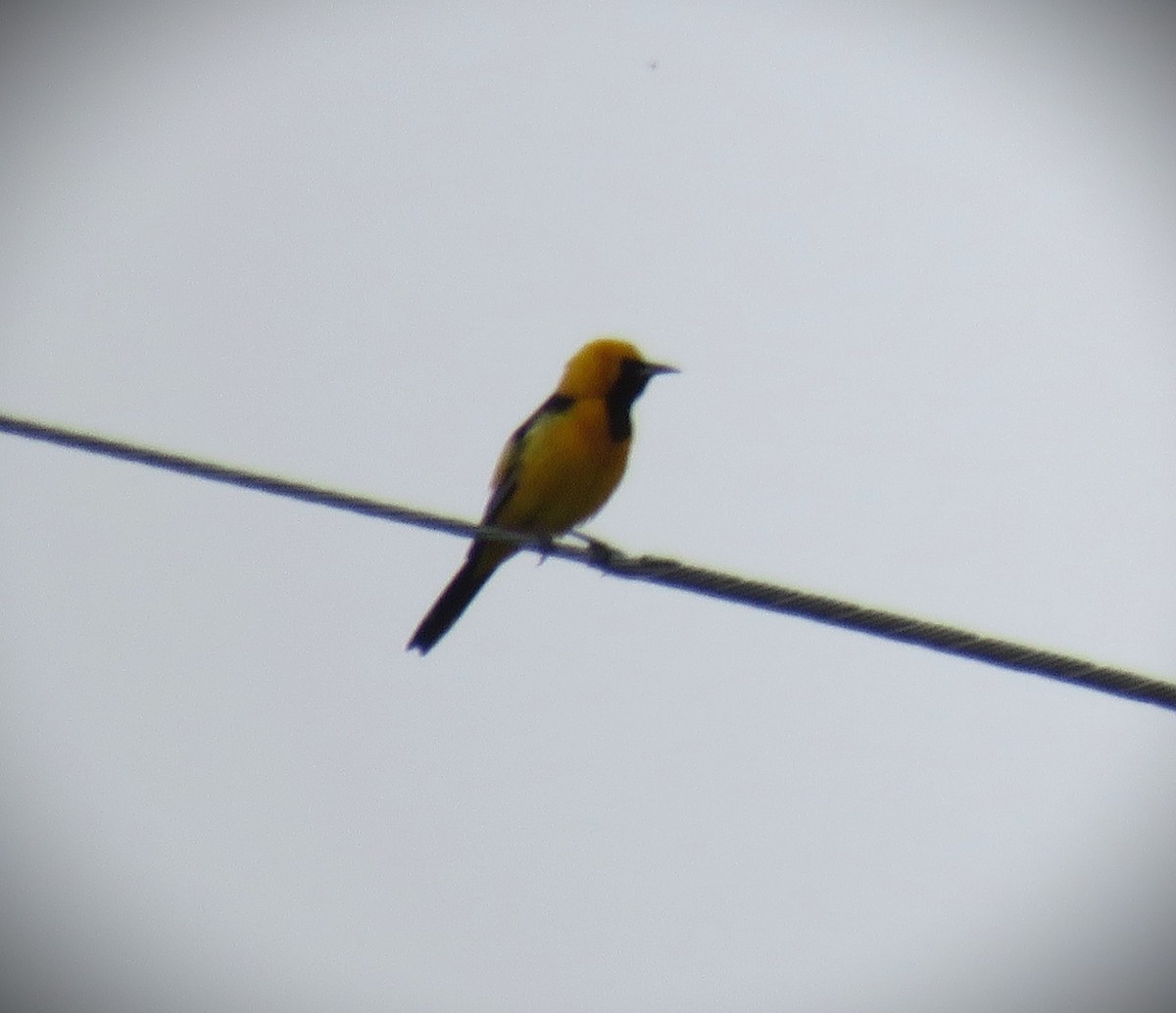 Hooded Oriole (nelsoni Group) - ML619469268