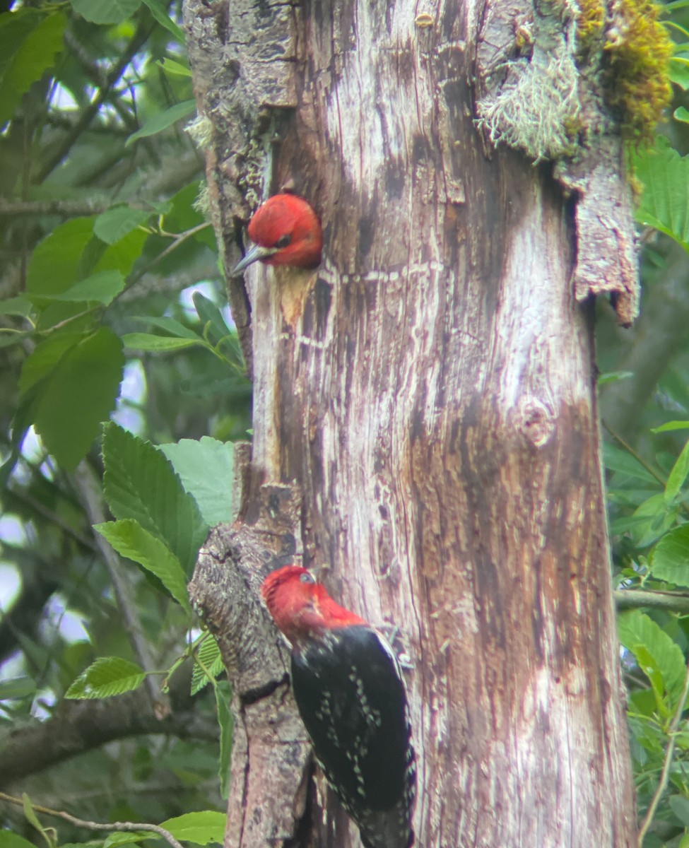 Red-breasted Sapsucker - ML619469319
