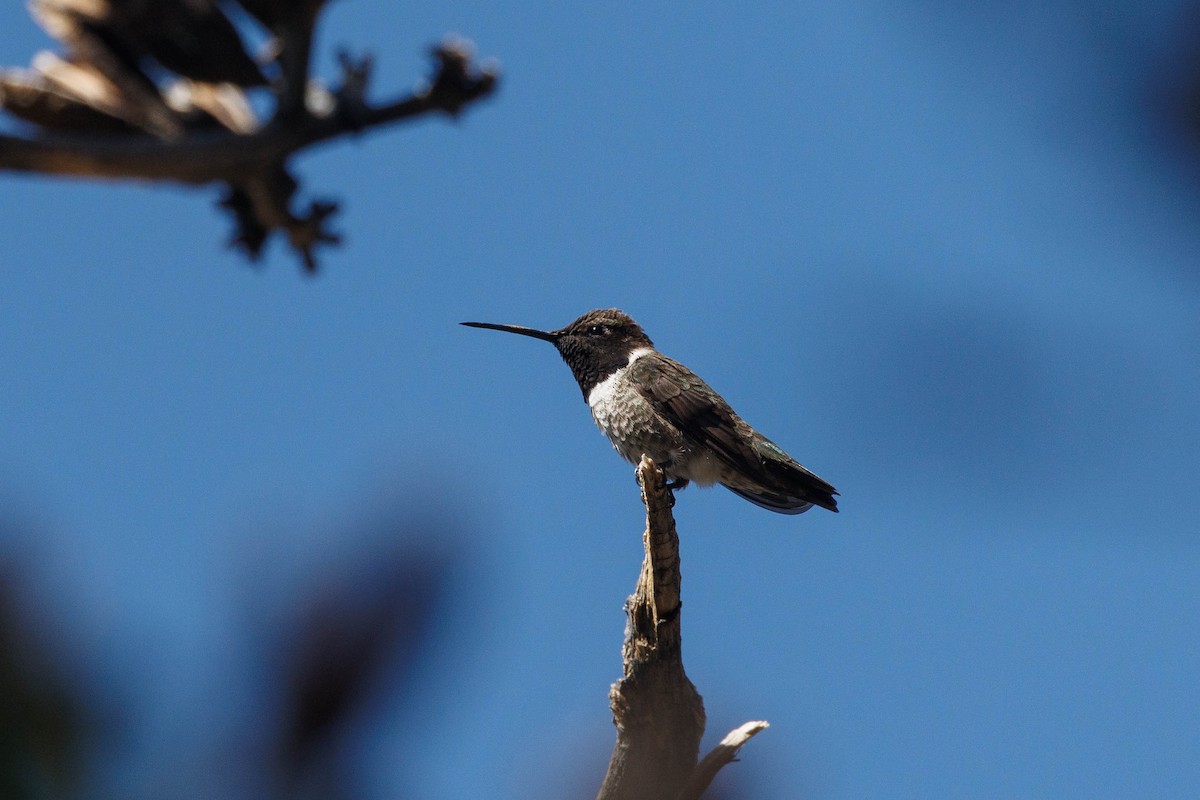 Black-chinned Hummingbird - ML619469425