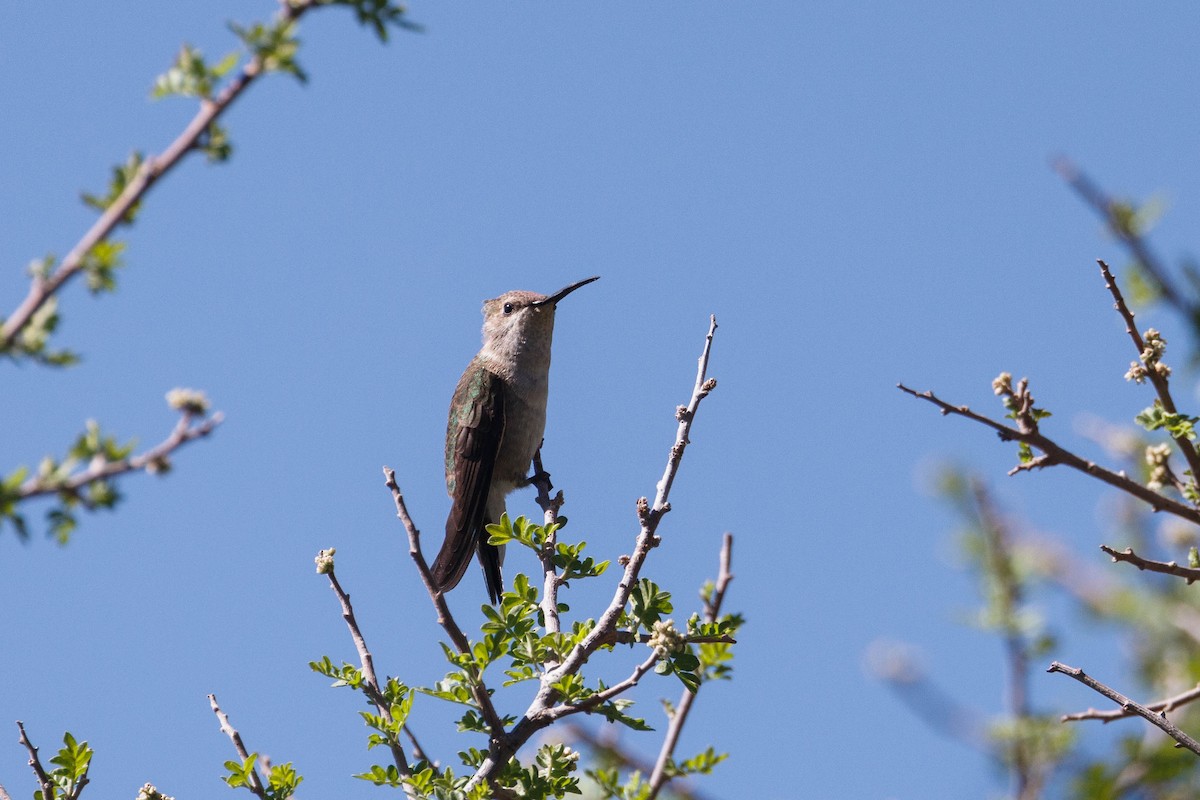 Black-chinned Hummingbird - ML619469426
