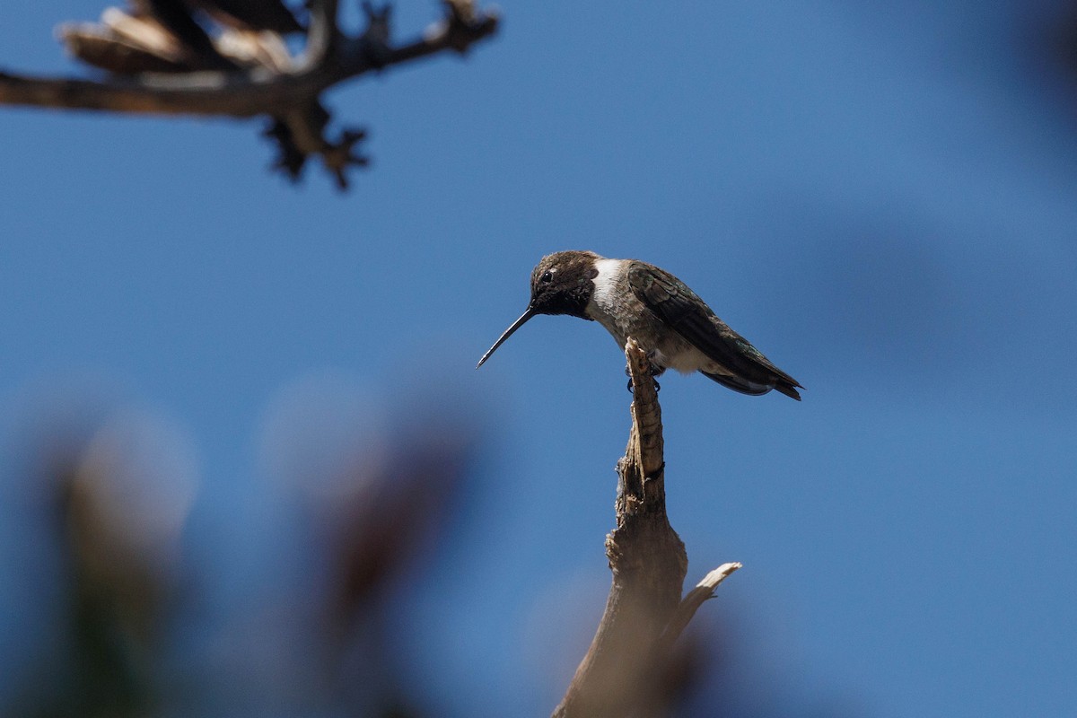 Black-chinned Hummingbird - ML619469444