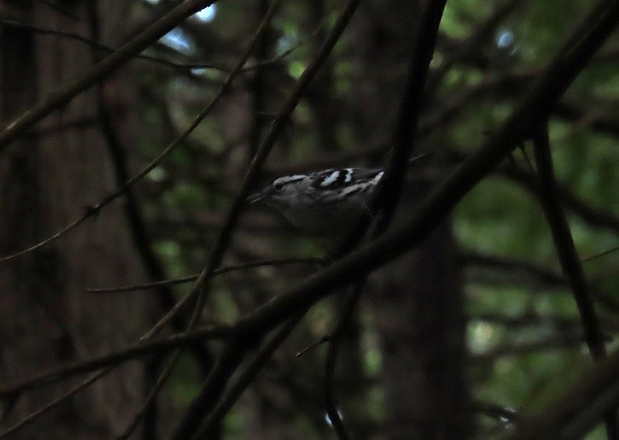 Black-and-white Warbler - ML619469456