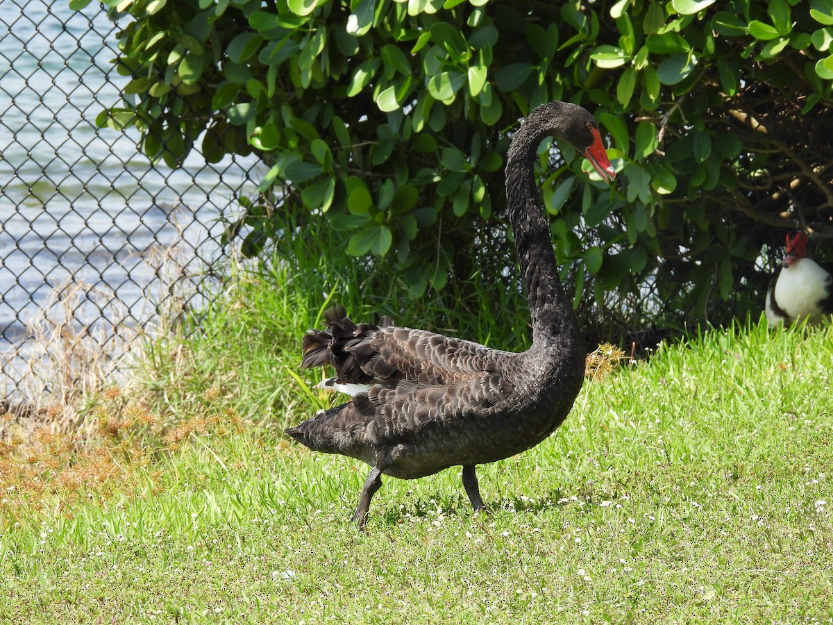 Black Swan - ML619469473