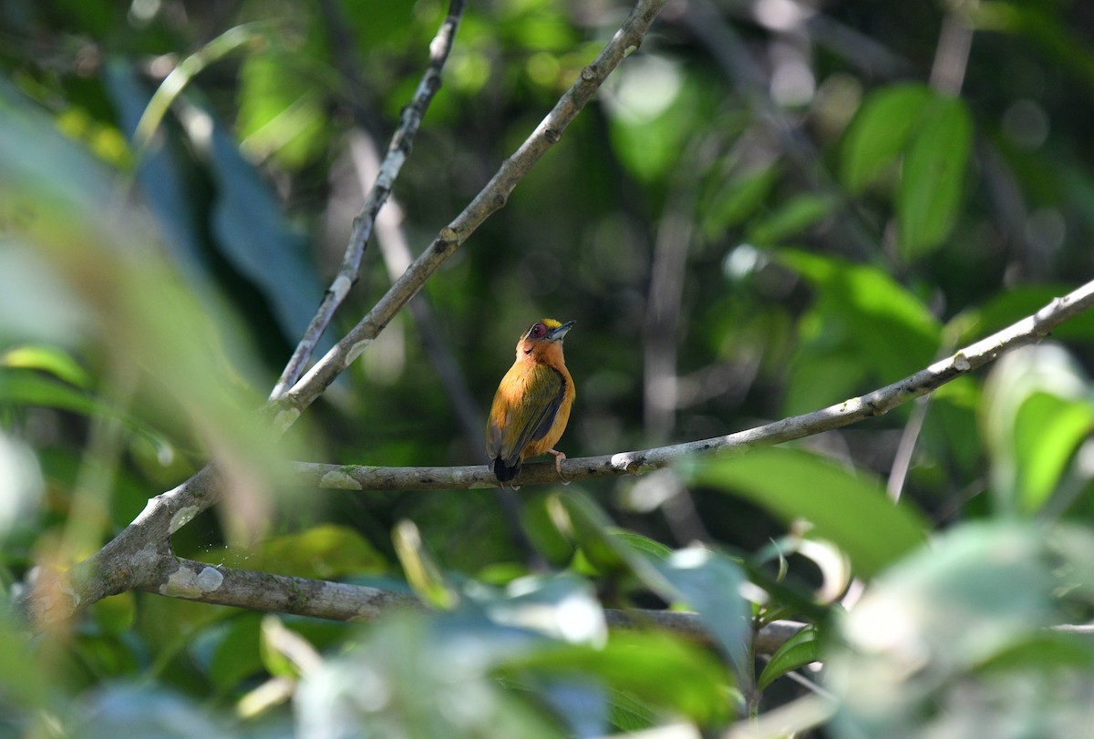 White-browed Piculet - ML619469481